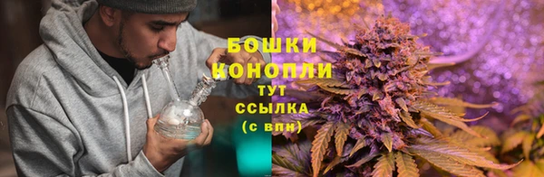 шишки Аркадак